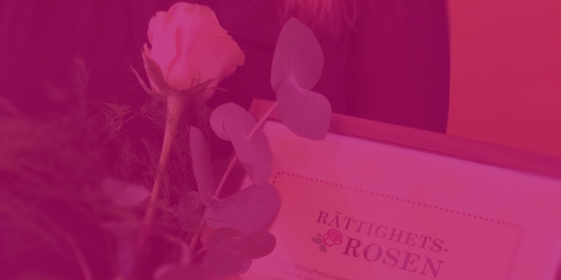 En ros och ett diplom med rubriken Rättighetsrosen