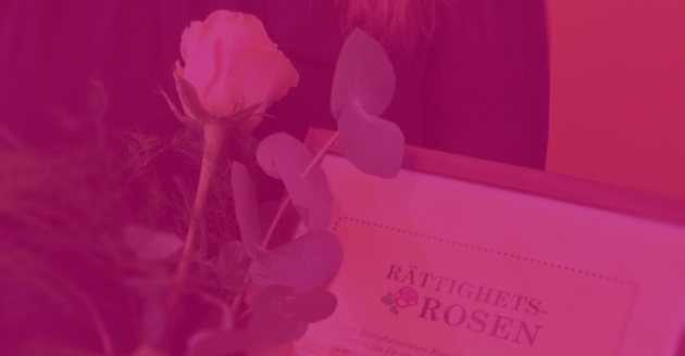 En ros och ett diplom med rubriken Rättighetsrosen